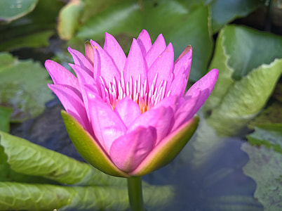 Purple Lilies, Status Lilies thumbnail