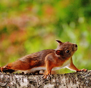 brown and white rodent on gray wood in close-up photography thumbnail