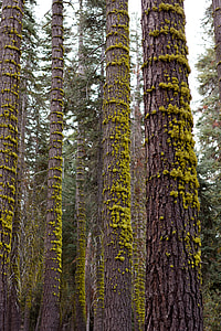 brown tree trunks thumbnail