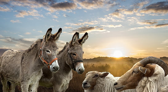two gray donkeys and two goats thumbnail