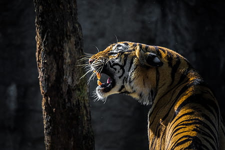 closeup photo of Bengal tiger thumbnail