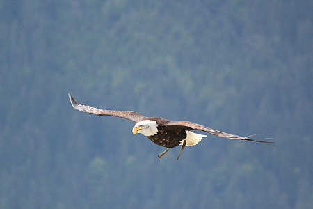 Bald Eagle on mid air during daytime thumbnail