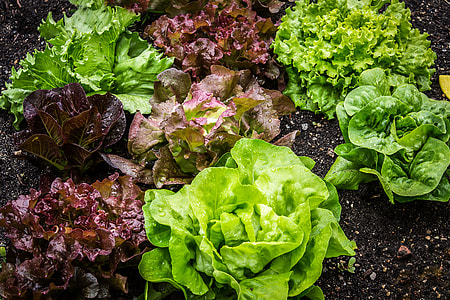 cabbage and lettuce thumbnail