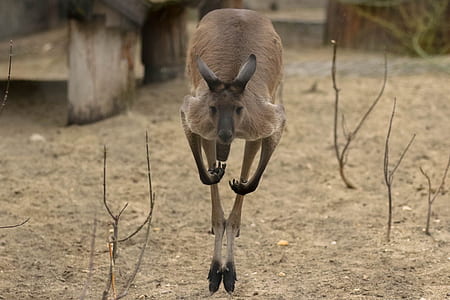brown kangaroo hopping on ground at daytime thumbnail
