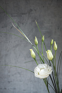 yellow and white roses near gray concrete wall thumbnail