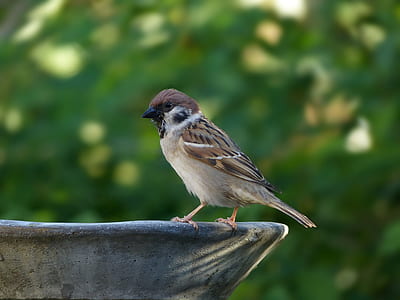 sparrow bird thumbnail