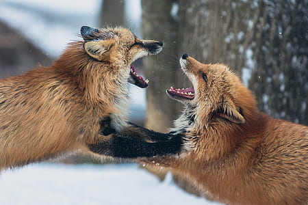 two brown foxes thumbnail
