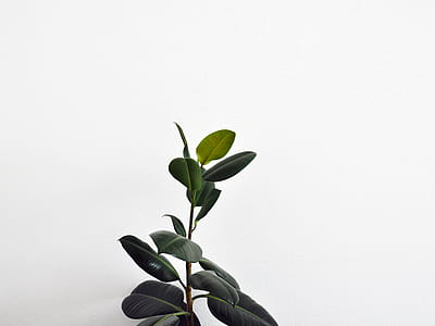 green rubber plant beside white painted wall thumbnail