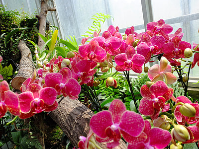 Flower, Wuhan Botanical Garden thumbnail