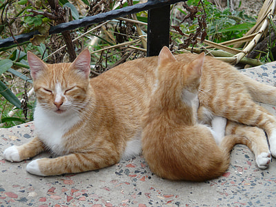 two orange tabby mix cat and kitten during daytime thumbnail