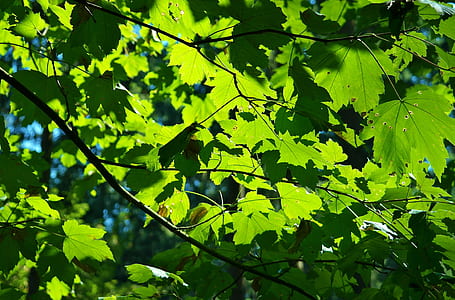 green leaf tree thumbnail