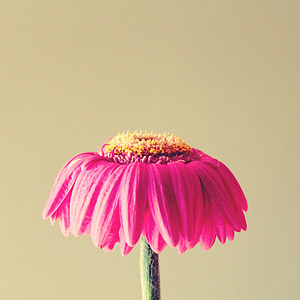 pink daisy flower in bloom close up photo thumbnail