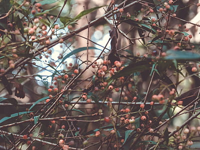 red berries on tree thumbnail