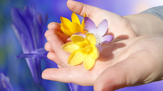 two yellow and purple flowers on hands thumbnail