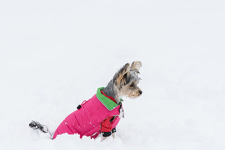 long-coated brown dog during winter thumbnail