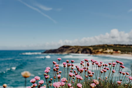 Cluster of Pink Flowers Growing at the Ocean's Edge, Portugal thumbnail