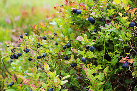 black berries in selective focus photography thumbnail