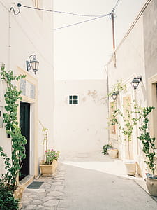 Green Leafed Plants in Pot Near Narrow Pathway Beside Buildings thumbnail