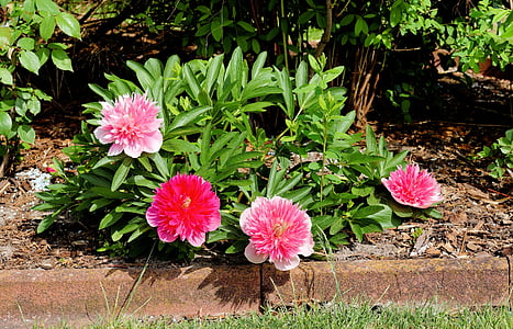 red petaled flowers planted on ground thumbnail