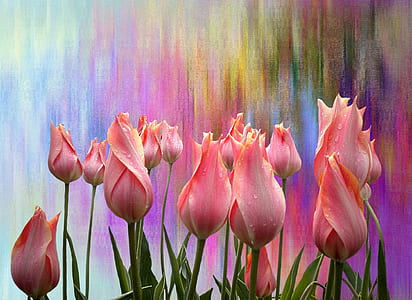macro shot of pink tulips thumbnail