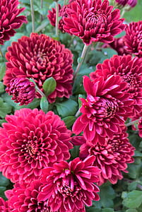 red petaled flowers thumbnail