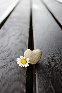 white daisy and brown stone selective-focus photo thumbnail