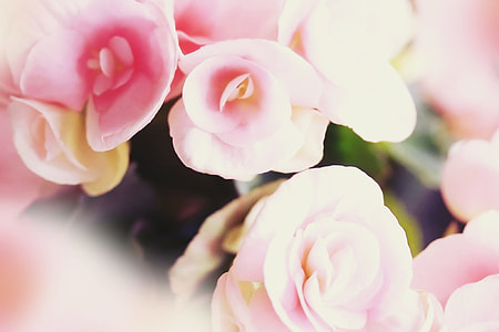 pink and white rose thumbnail