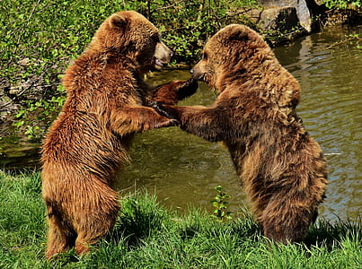 two brown cubs having a fight near body of water thumbnail