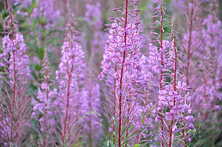 Purple Flowers, Violet thumbnail