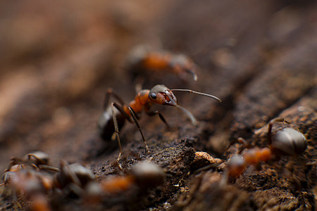 selective focus photo of red and black ant thumbnail