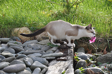 short-coated brown and white cat thumbnail