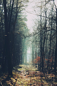 photography of forest during daytime thumbnail