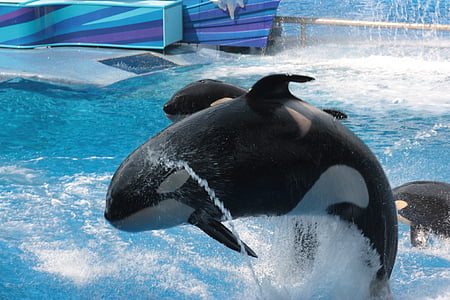black and white whale thumbnail