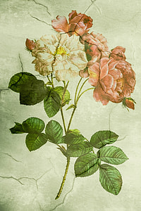 white and red rose painting thumbnail