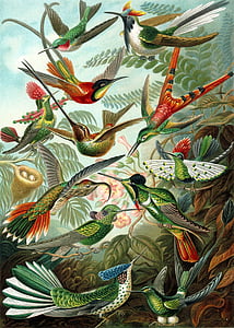 assorted-color bird painting thumbnail