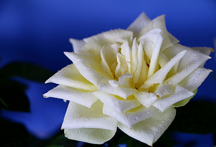 white flower in tilt shift lens photography thumbnail