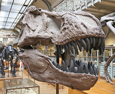 gray T-rex skull display inside building thumbnail
