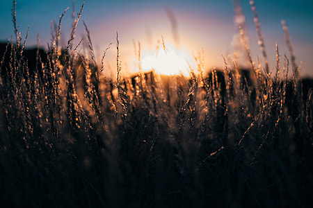 selective focus of grain leaf at golden hour time thumbnail