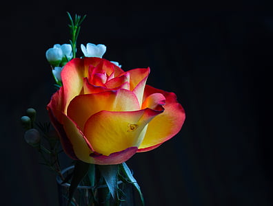 red and yellow rose thumbnail
