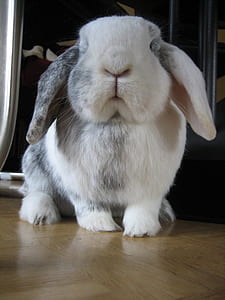 white and gray rabbit on brown floor thumbnail