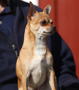 close-up photography of adult fawn Chihuahua thumbnail