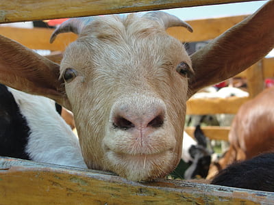 brown calf thumbnail
