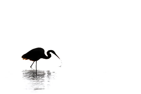 silhouette photo of flamingo thumbnail