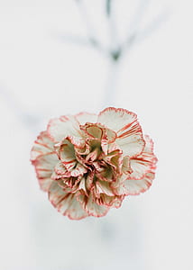 closeup photography of white and red carnation flower thumbnail