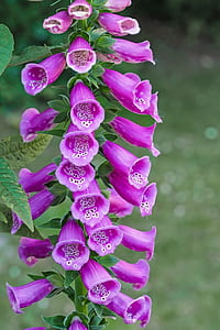 purple bell flowers thumbnail