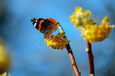 black and red butterfly in shallow focus lens thumbnail