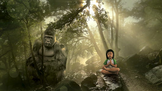 toddler praying on rock and black Gorilla on rack in forest with sun rays thumbnail