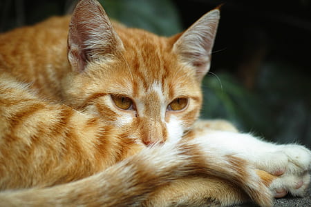 orange Tabby cat thumbnail