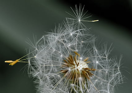 selective photography of plant thumbnail