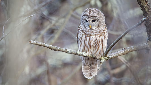 brown owl perch on tree branch thumbnail